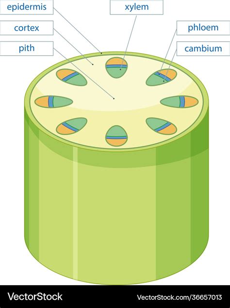 vascular plant意思|Vascular plant 